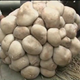 Image for article titled If this mushroom were a Smurf home it would be an apartment complex